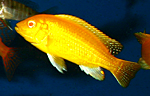 Labidochromis caeruleus yellow albino, Kakusa