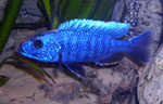 Sciaenochromis fryeri ahli