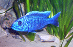 Sciaenochromis fryeri ahli