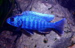 Sciaenochromis fryeri ahli