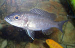 Sciaenochromis fryeri ahli