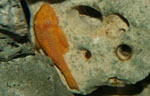 Ancistrus dolchopterus albino (Antennenwels)