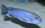 Cynotilapia afra cobue