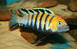 Cynotilapia afra cobue