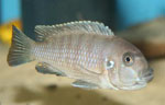 Cynotilapia afra cobue