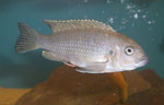 Cynotilapia afra cobue