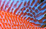 Aulonocara firefish Coral Red