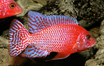 Aulonocara firefish Coral Red