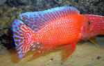 Aulonocara firefish Coral Red