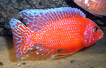 Aulonocara firefish Coral Red