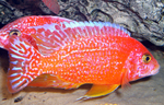 Aulonocara firefish Coral Red