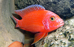 Aulonocara firefish Coral Red