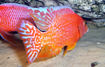 Aulonocara firefish Coral Red