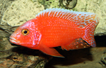 Aulonocara firefish Coral Red