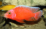 Aulonocara firefish Coral Red