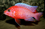 Aulonocara firefish Coral Red