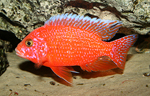 Aulonocara firefish Coral Red