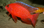 Aulonocara firefish Coral Red