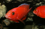 Aulonocara firefish Coral Red