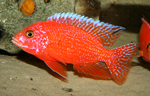 Aulonocara firefish Coral Red