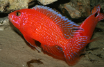 Aulonocara firefish Coral Red