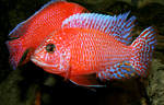 Aulonocara firefish Coral Red