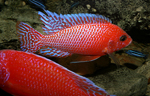 Aulonocara firefish Coral Red