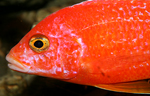 Aulonocara firefish Coral Red