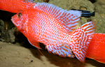 Aulonocara firefish Coral Red