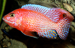 Aulonocara firefish Coral Red