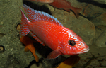 Aulonocara firefish Coral Red