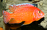 Aulonocara firefish Coral Red