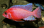 Aulonocara firefish Coral Red