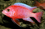 Aulonocara firefish Coral Red