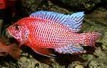 Aulonocara firefish Coral Red