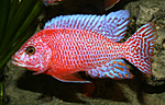 Aulonocara firefish Coral Red