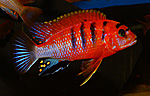 Labidochromis hongi Red Top Schweden