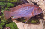 Iodotropheus_sprengerae