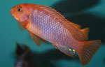 Iodotropheus_sprengerae