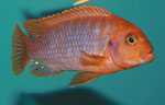 Iodotropheus_sprengerae