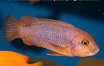 Iodotropheus_sprengerae