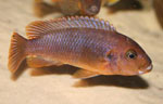 Iodotropheus_sprengerae