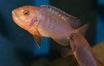 Iodotropheus_sprengerae