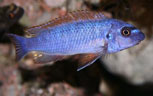 Labeotropheus_trewavasae