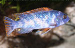 Labeotropheus_trewavasae