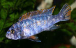 Labeotropheus_trewavasae