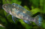 Labeotropheus_trewavasae