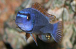 Labeotropheus_trewavasae