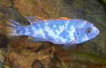 Labeotropheus_trewavasae