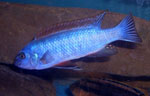 Labeotropheus_trewavasae